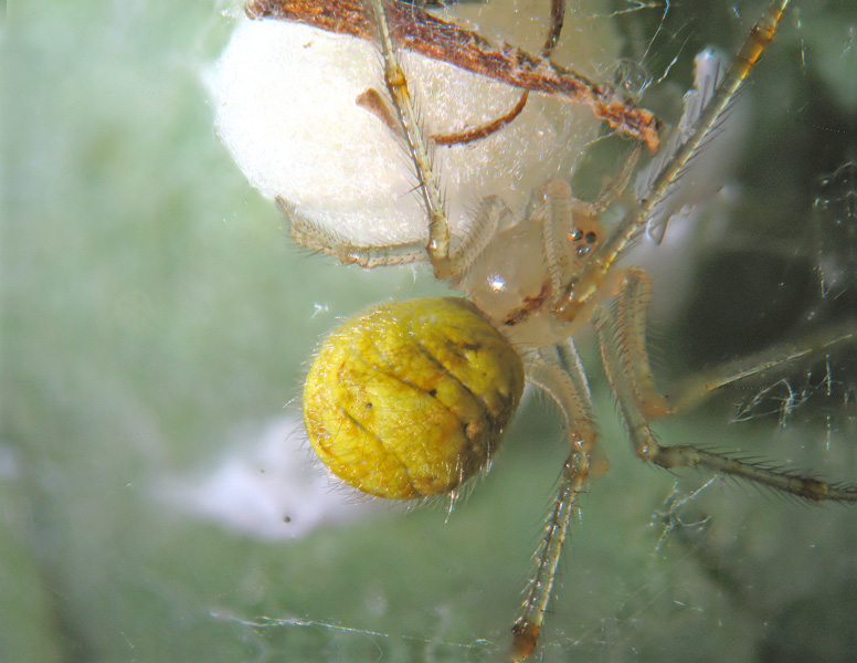 Theridion sp.